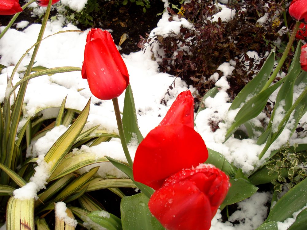 Snow on Tulips